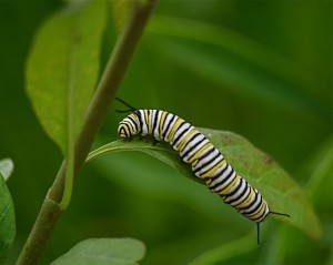 Monarch Butterfly Catepillar